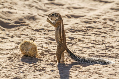 Close-up of meerkat