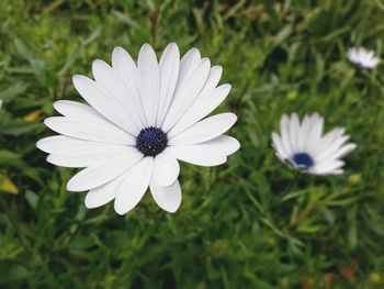 Close-up of white flowers blooming outdoors