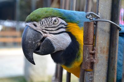 Close-up of a parrot