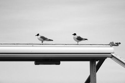 Low angle view of birds perching on roof