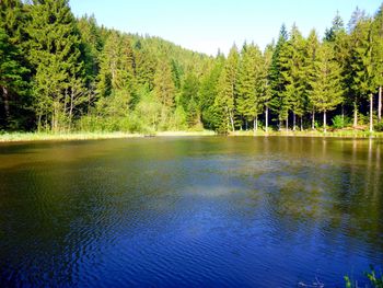 Scenic view of forest against sky