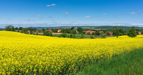 Scenic view of oilseed rape field against sky
