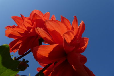 Low angle view of flowering plant against blue sky