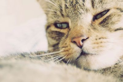Close-up of a cat with eyes closed
