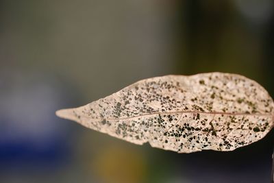 Close-up of water drop on leaf