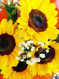 Close-up of sunflower blooming outdoors