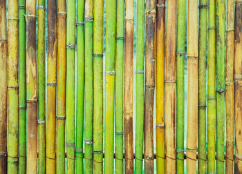 Full frame shot of bamboo