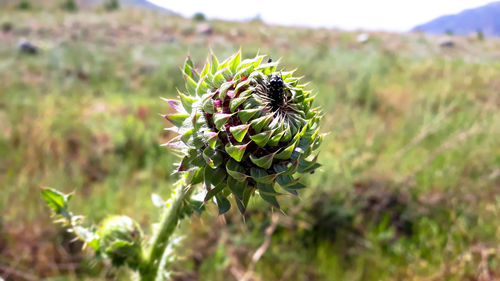 Close-up of flowering plant on field