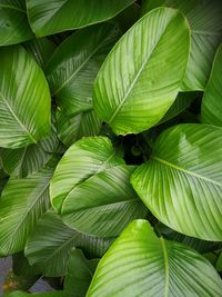 Full frame shot of green leaves