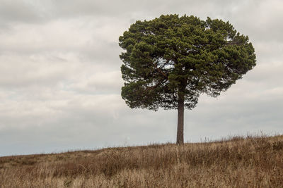 Tree on field against sky
