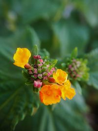 Close-up of yellow flowers blooming outdoors