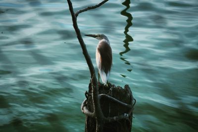 Close-up of duck swimming in lake