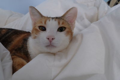 Portrait of cat lying on bed