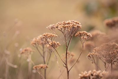 Close-up of wilted plant on field