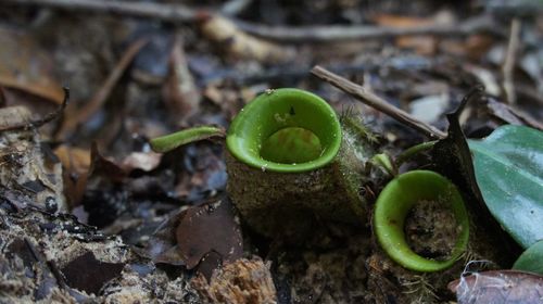 Close-up of green plant