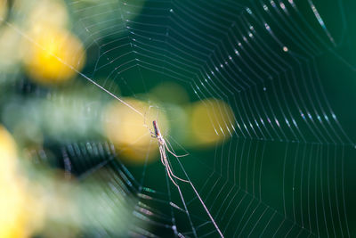 Close-up of spider and web against blurred background