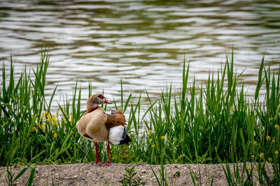 Egyptian goose standing on land in grass area during spring. alopochen aegyptiaca in switzerland.