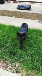 Portrait of black cat
