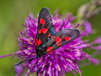 Close-up of butterfly on purple flower