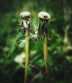 Close-up of wilted plant on field