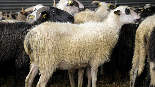 Sheep standing in a farm