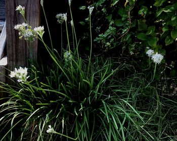 Close-up of flowering plants on field