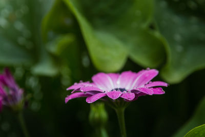 Close-up of pink flower blooming outdoors