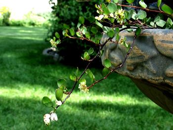 Close-up of flowers growing on tree