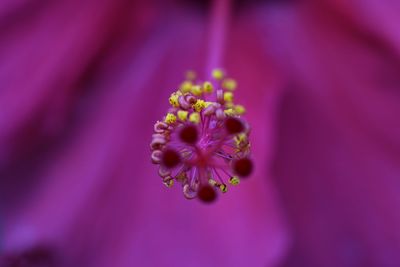 Close-up of purple flower