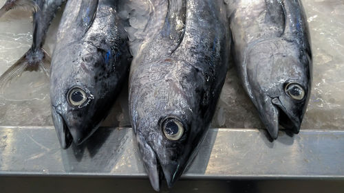 High angle view of fish for sale in market