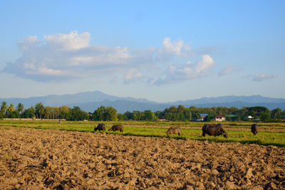 Scenic view of agricultural field against sky