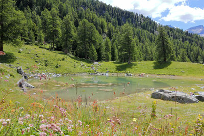 Scenic view of trees growing in forest