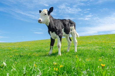 Calf grazes on a green pasture on background of blue sky