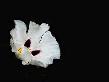 Close-up of white flower over black background