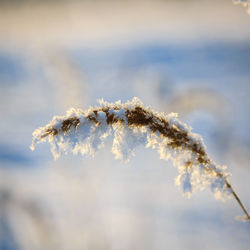 Close-up of frozen plant