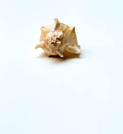 High angle view of a shell on white background