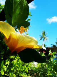 Close-up of day lily blooming against sky