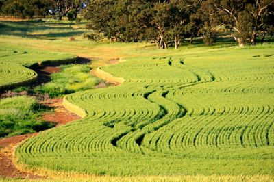 Scenic view of rural landscape