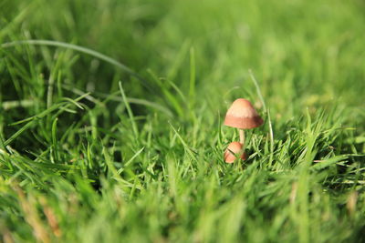 Wild mushrooms growing on grassy field
