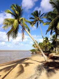 Palm trees on beach against sky