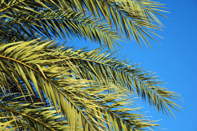 Low angle view of palm tree against blue sky