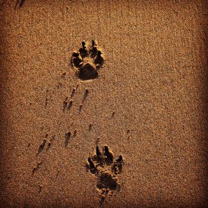 High angle view of footprints on sand at beach