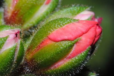 Close-up of water drops on pink flower