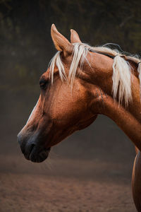 Close-up of horse