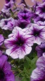 Close-up of purple flowers