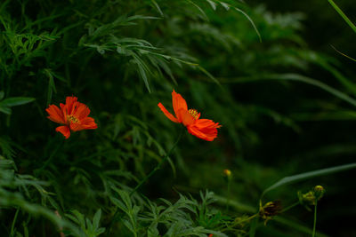 Close-up of orange flowering plant