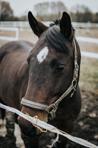 Close-up of horse in ranch