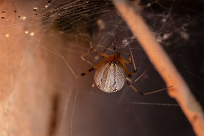 Close-up of spider on web