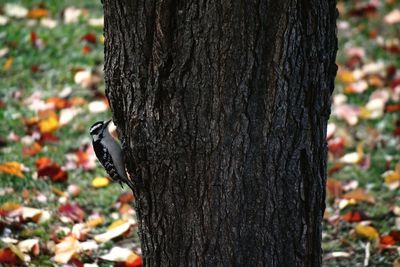 Close-up of lizard on tree trunk