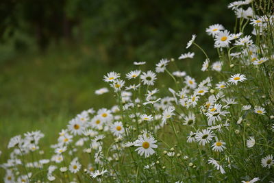 Close-up of flowering plant on field